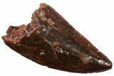 Serrated, Raptor Tooth - Real Dinosaur Tooth #224172-1